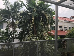 West Coast Gardens (D5), Terrace #178967962